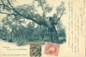 Postcards: HUELVA. BOSQUE DE ALCORNOQUES. CIRCULADA EN 1904. FRANQUEO MIXTO PELÓN Y CADETE.
